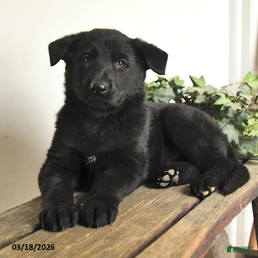 Mixed Breed dogs Tulip - Ad 2