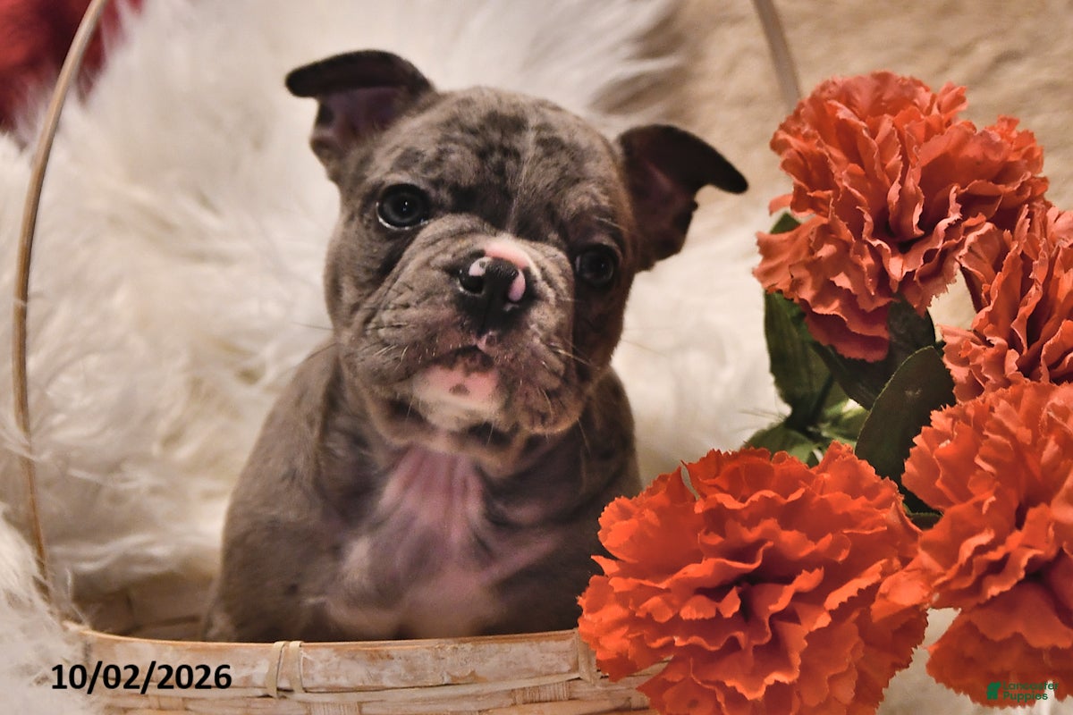 Frenchton dogs Prince   - Ad 2