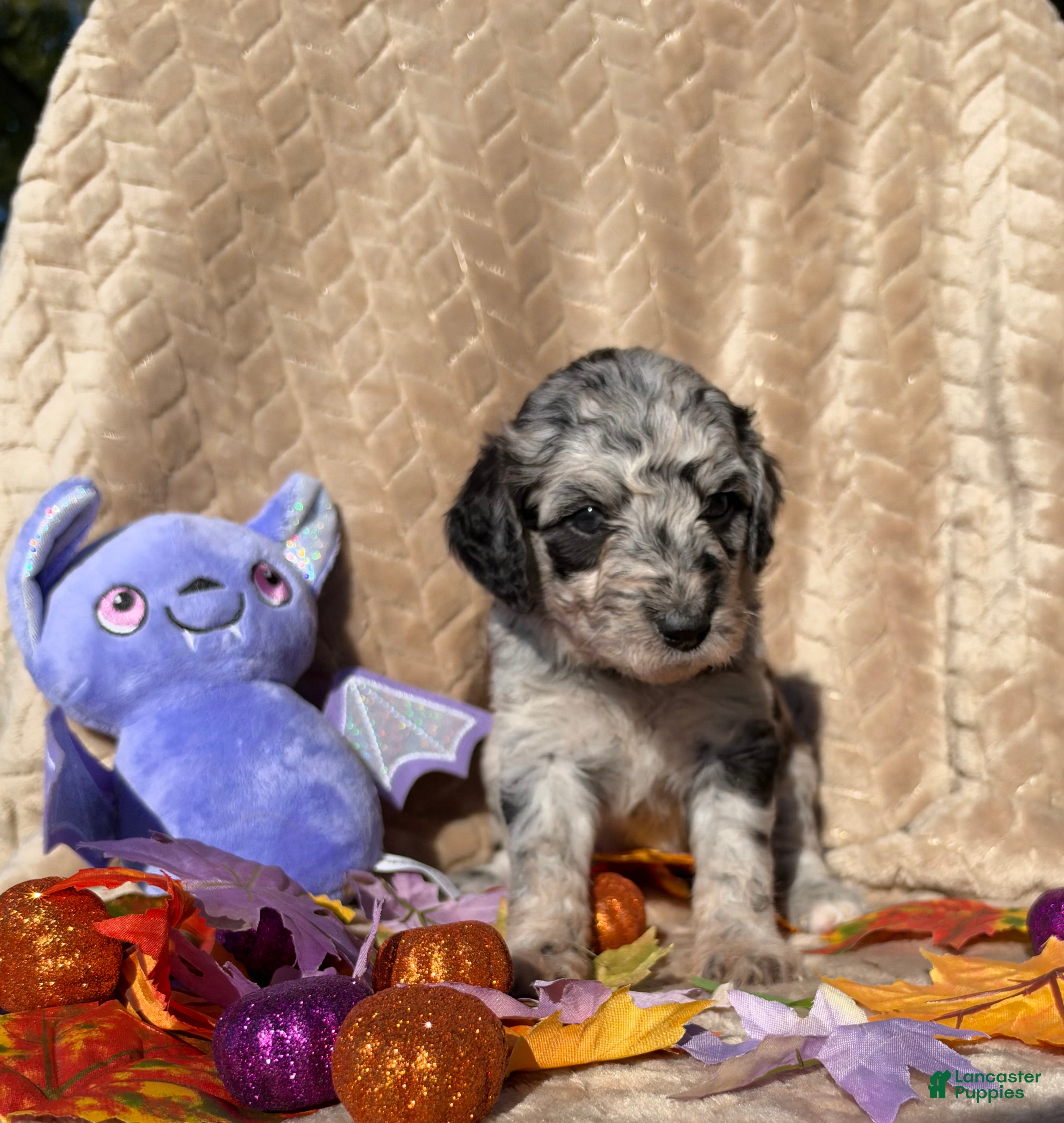 Labradoodle dogs Morticia - Ad 1