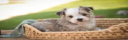 Havanese dogs for sale: Webster Havanese  - Ad 14