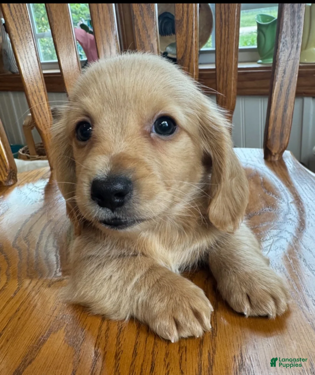 Miniature Dachshund dogs for sale: Super Sweet BRIE~! - Ad 2