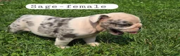 Olde English Bulldogge dogs for sale: Olde English Bulldogge 4 - Ad 5