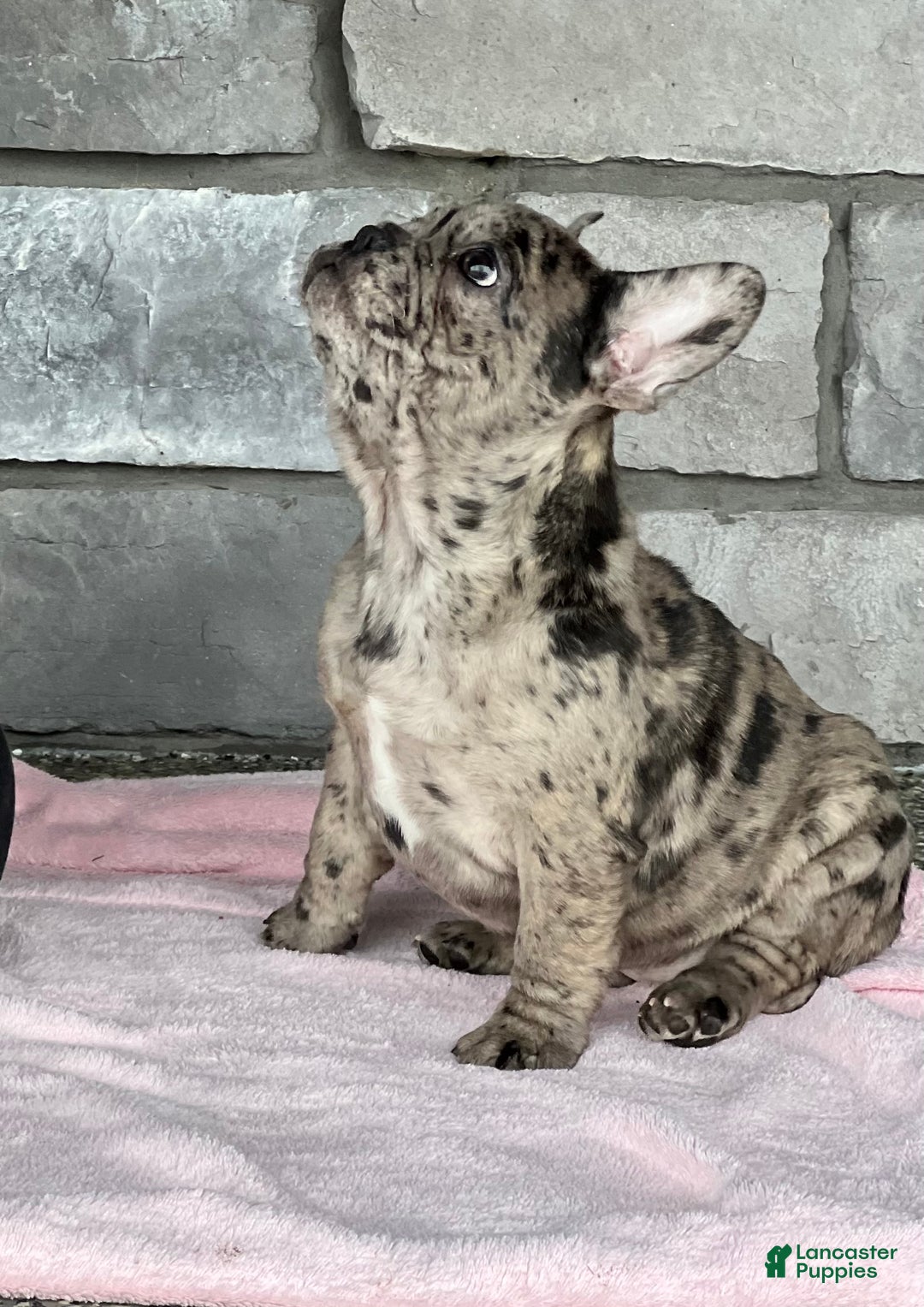 French Bulldog dogs for sale: Olympia - Ad 4