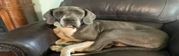 Great Dane dogs for sale: Flora - Ad 8