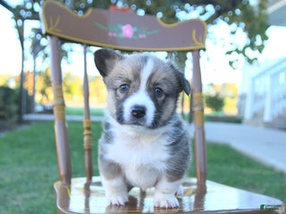 Welsh Corgi Pembroke dogs - Ad 21