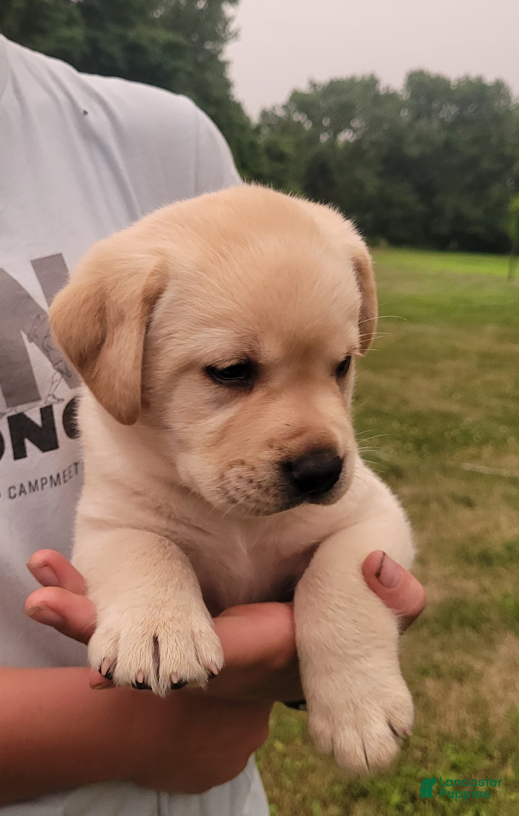Labrador Retriever dogs Montana  - Ad 2