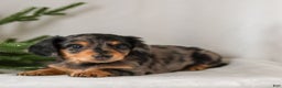 Miniature Dachshund dogs for sale: Ivy - Ad 3