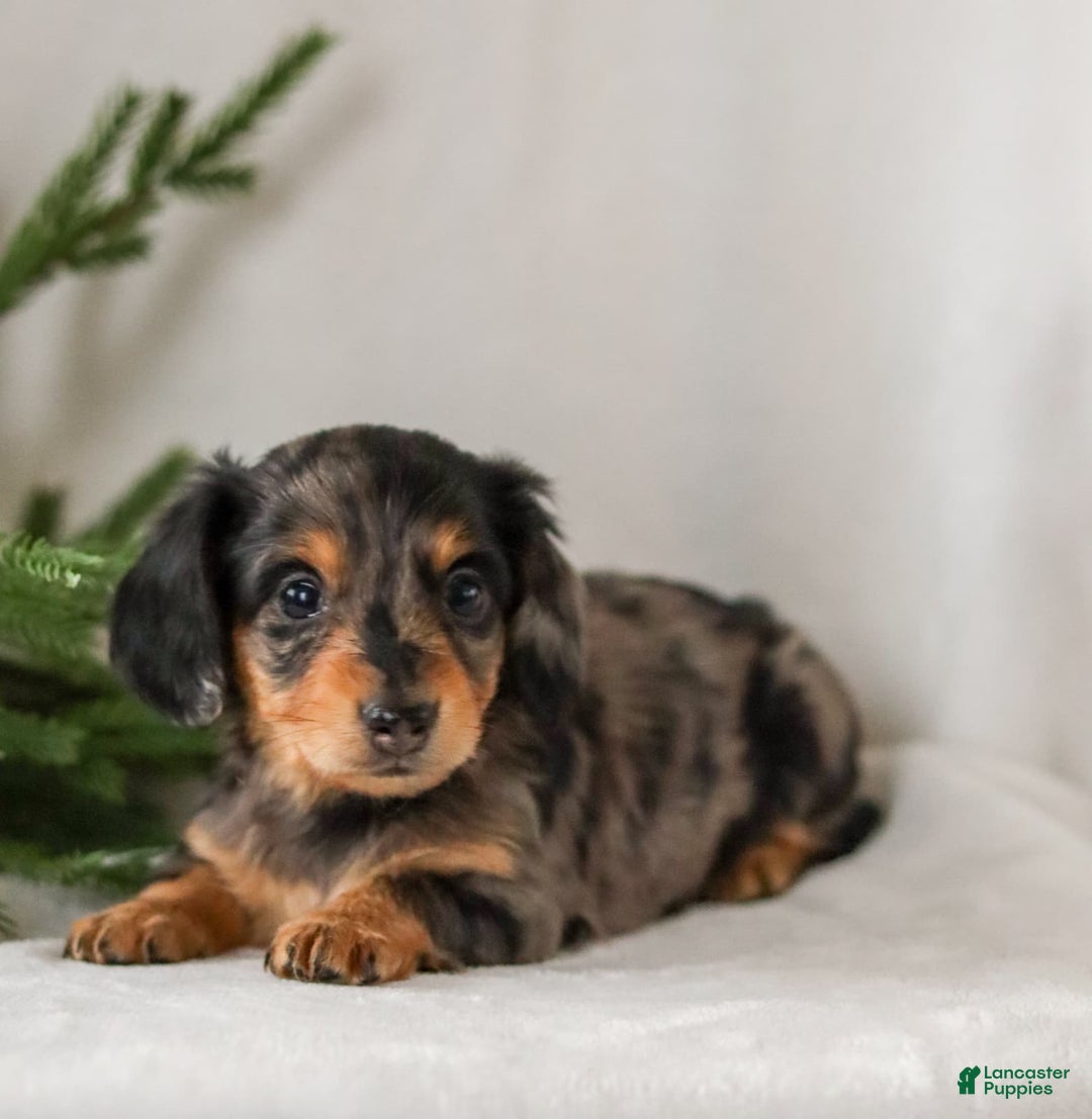 Miniature Dachshund dogs for sale: Ivy - Ad 3