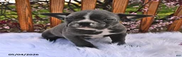 Frenchton dogs for sale: Rover - Ad 4