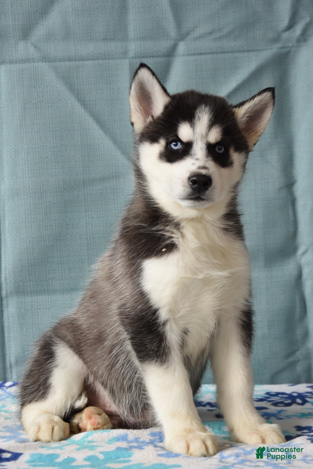 Siberian Husky dogs for sale: Bumble - Ad 2