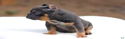 American Bully dogs for sale: Blue Tri - Ad 3