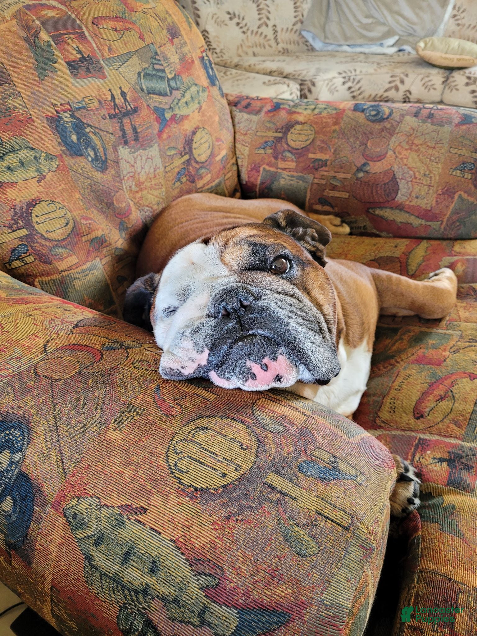 English Bulldog dogs Michelin - Ad 4