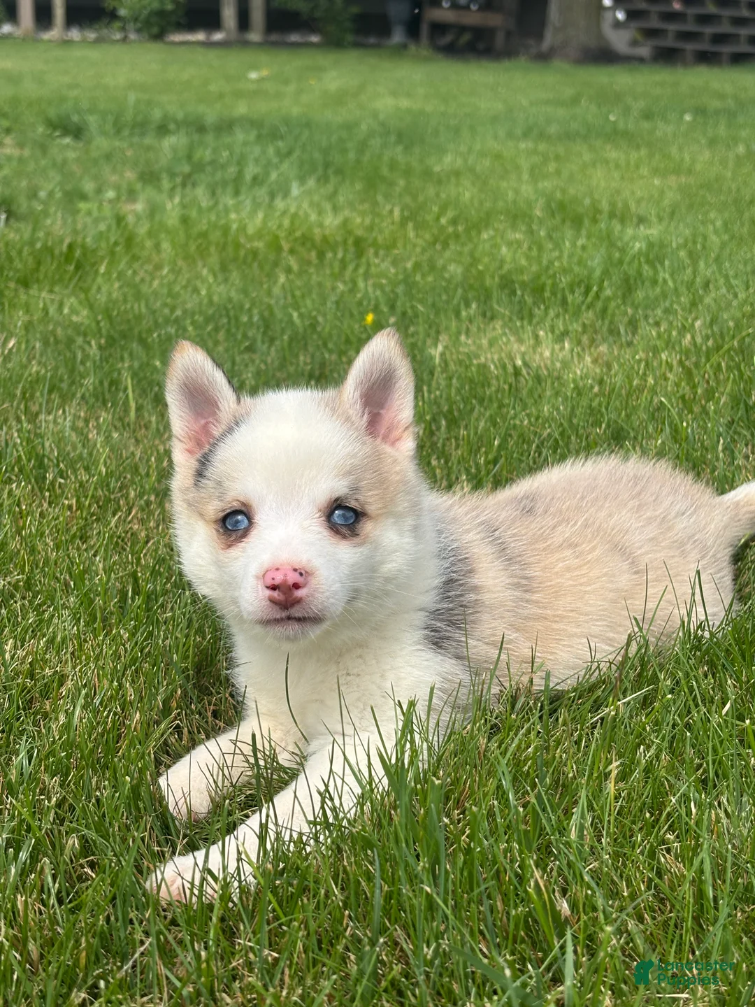 Pomsky dogs for sale: Susie - Ad 2