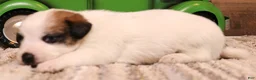 Jack Russell Terrier dogs for sale: Stew is white w/ tri markings - Ad 7