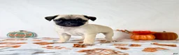 Pug dogs for sale: Paisley - Ad 3