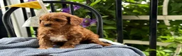 Cavapoo dogs for sale: Jase - Ad 10