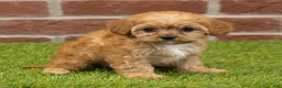 Cavapoo dogs for sale: Aspen - Ad 3