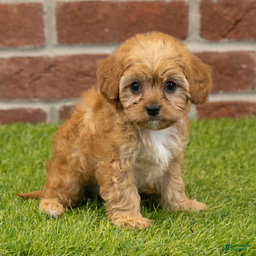 Cavapoo dogs for sale: Aspen - Ad 3