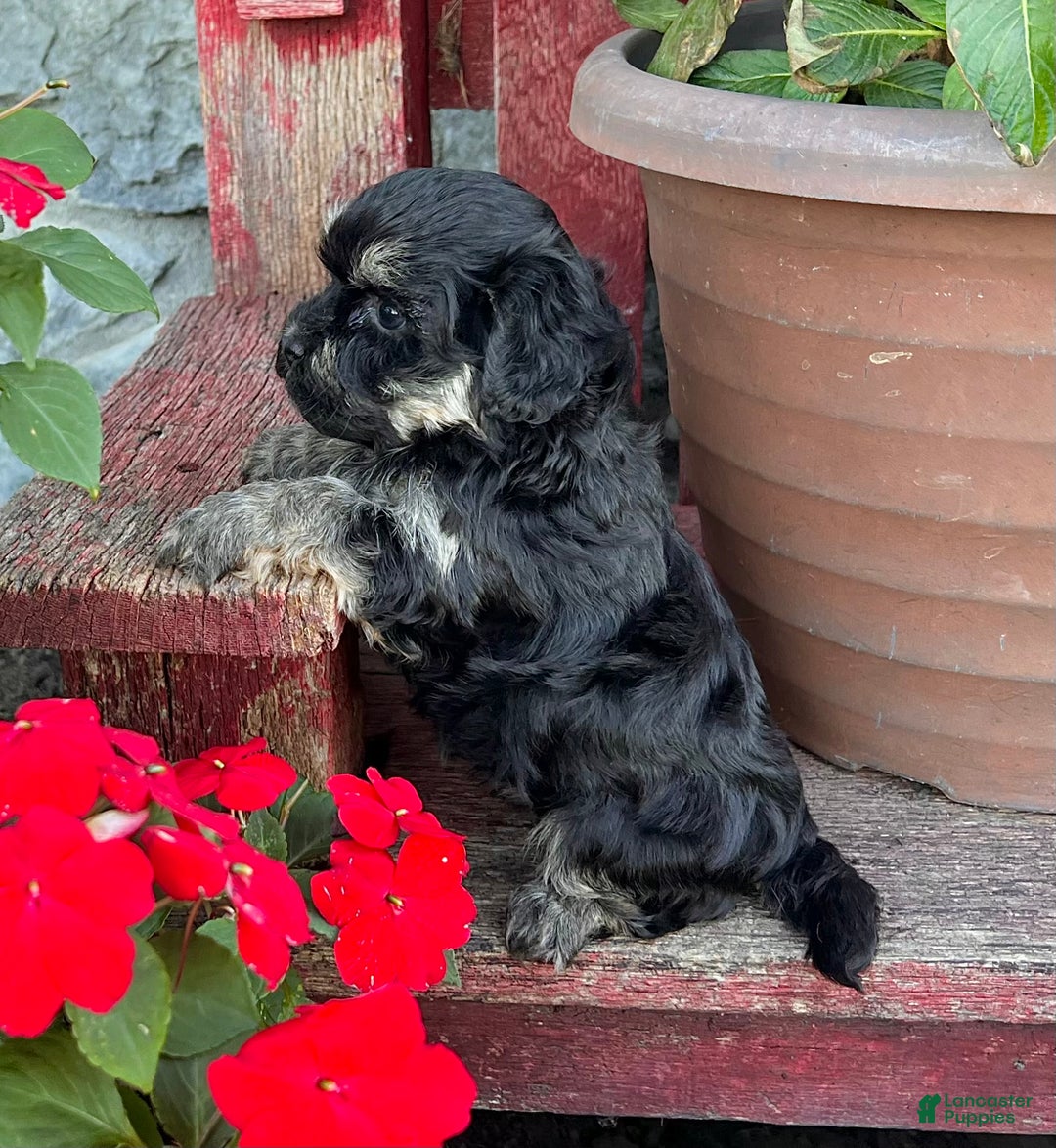 Havanese dogs for sale: Diego - Ad 2