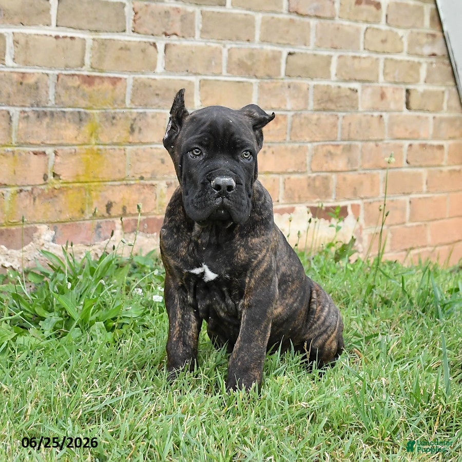 Cane Corso dogs Dawson - Ad 1