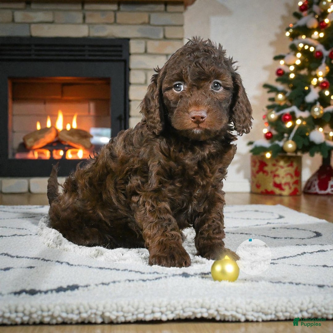 Cockapoo dogs for sale: chester - Ad 2