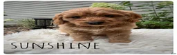 Cavapoo dogs for sale: Sunshine - Ad 4