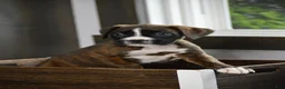 Boxer dogs for sale: Gia - Ad 4