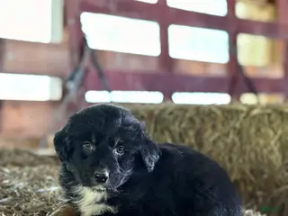Australian Shepherd dogs for sale: Hank - Ad 1