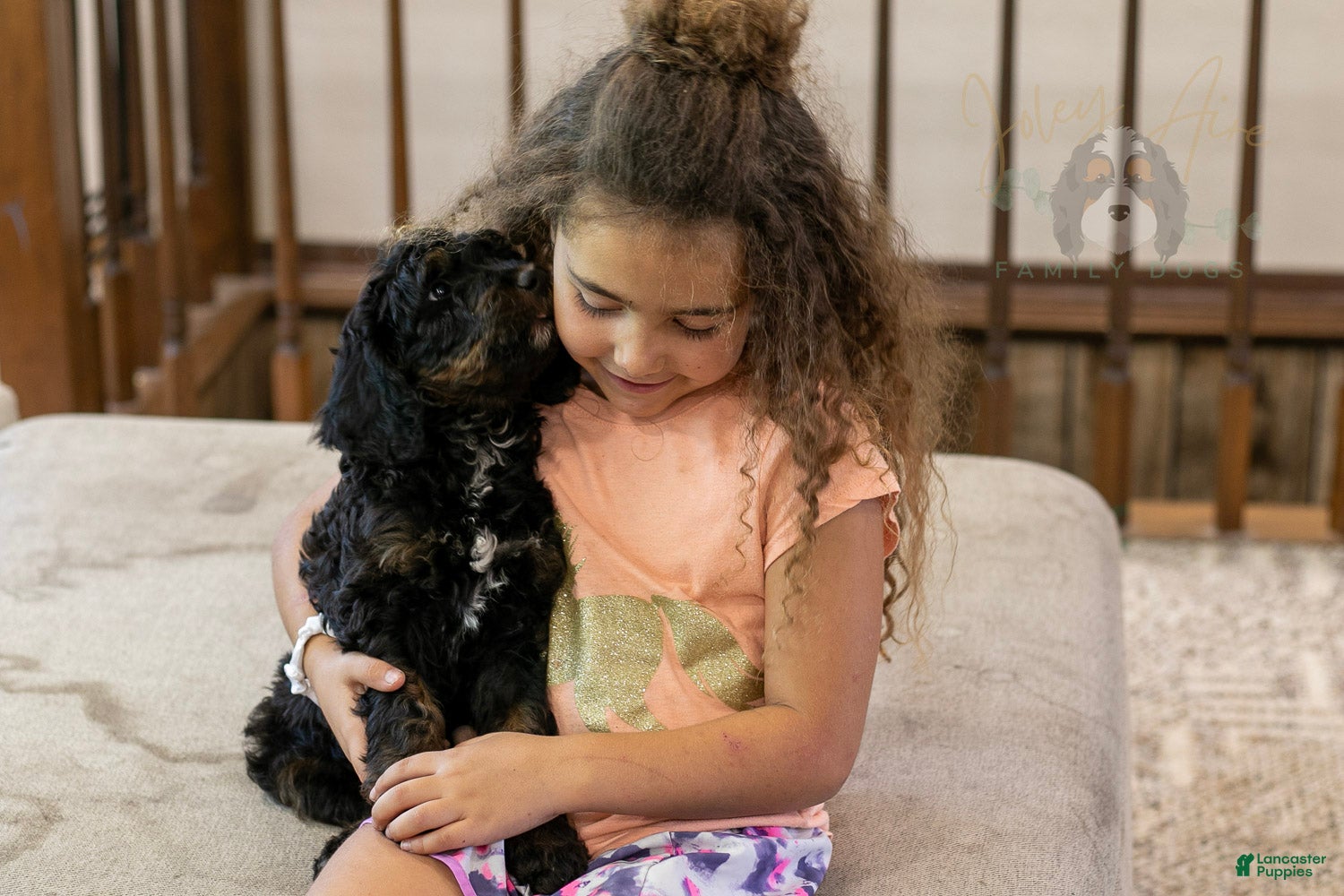 Bernedoodle dogs Denali - Ready Now! - Ad 1
