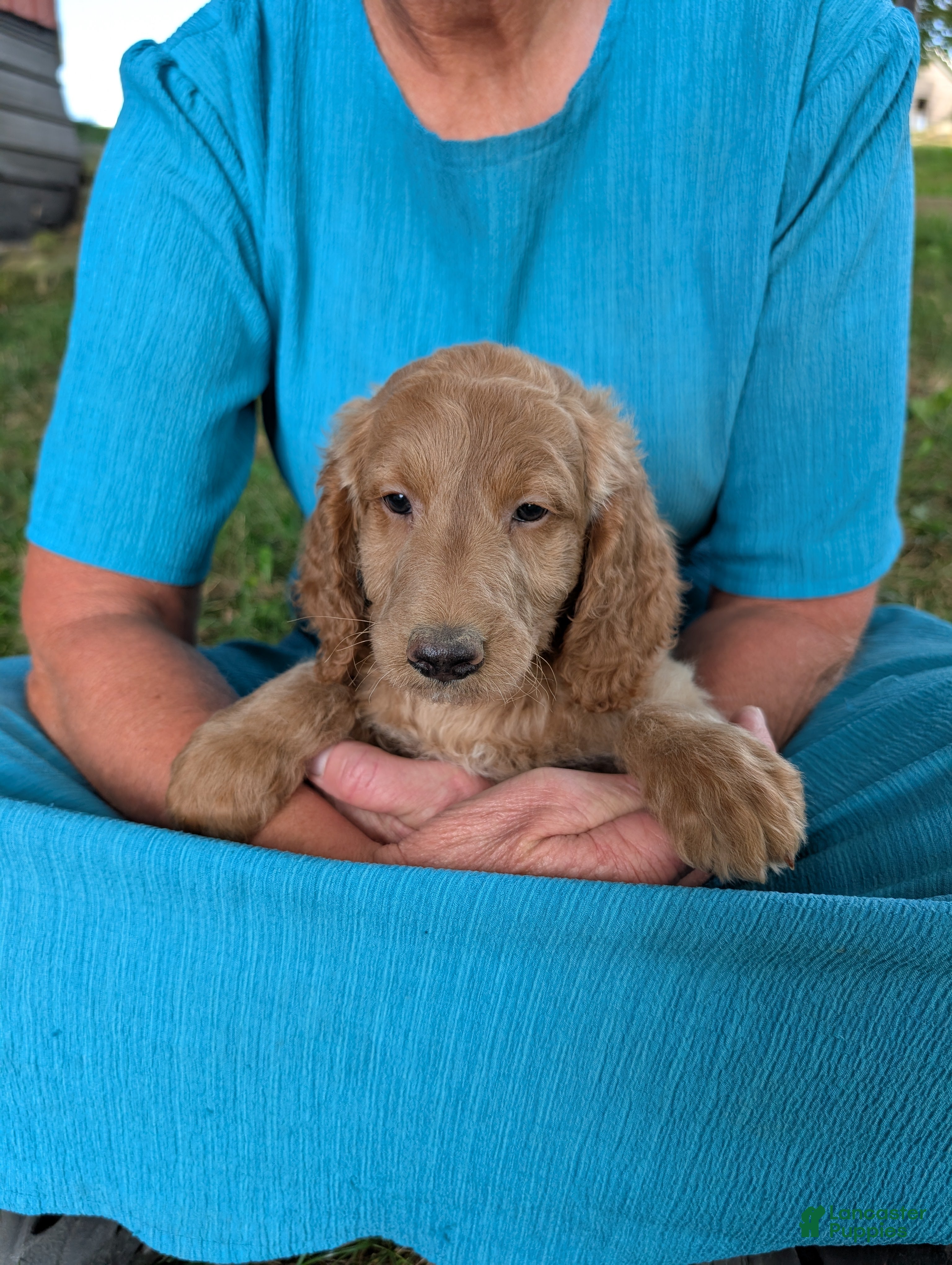 Goldendoodle dogs Lou - Ad 1