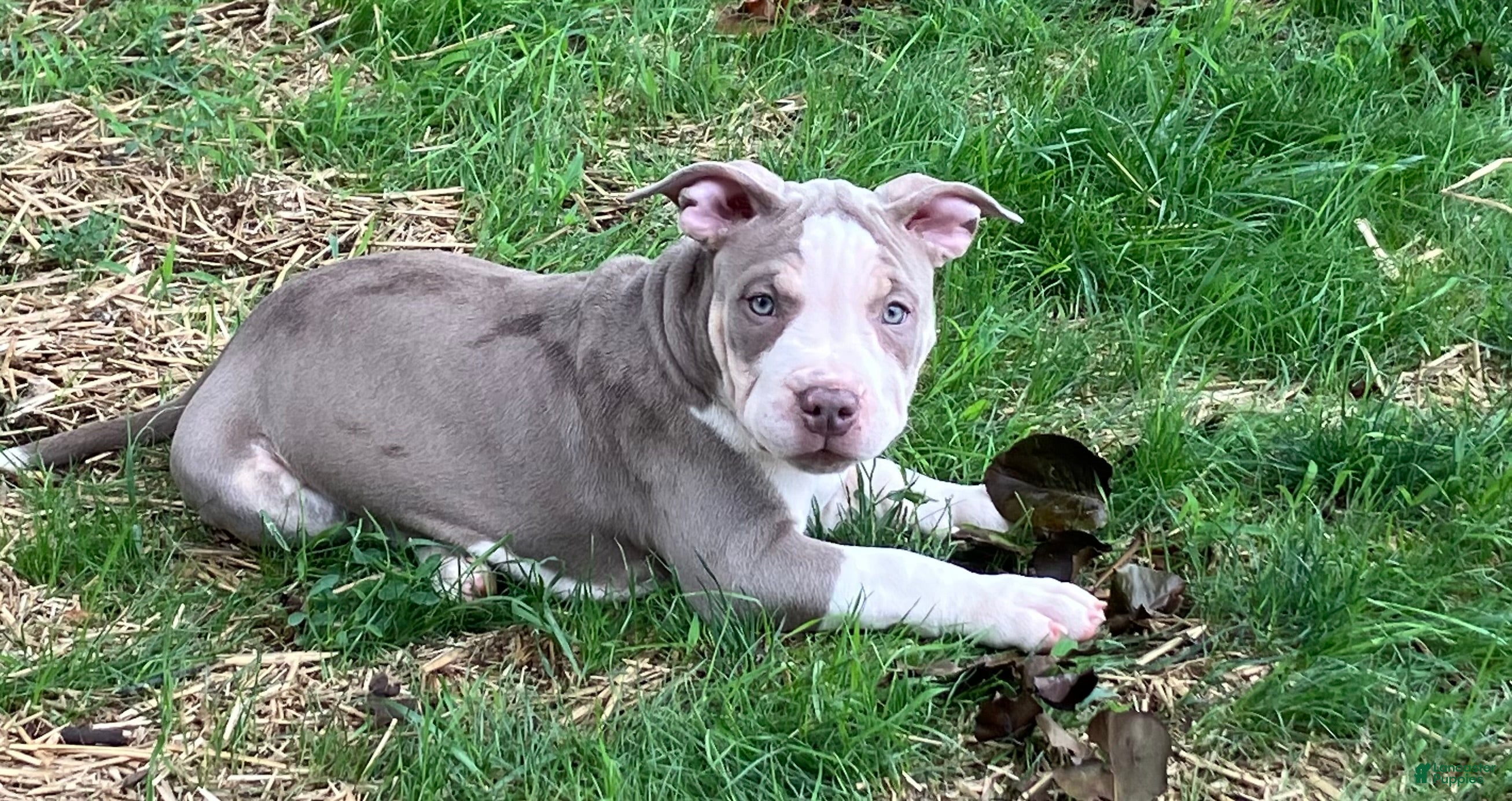 American Bully dogs American bully Puppy 2 - Ad 1