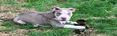 American bully Puppy 2