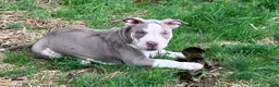 American Bully dogs for sale: American bully Puppy 2 - Ad 1