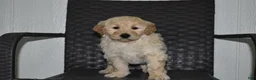 Goldendoodle dogs for sale: Jasper  - Ad 3