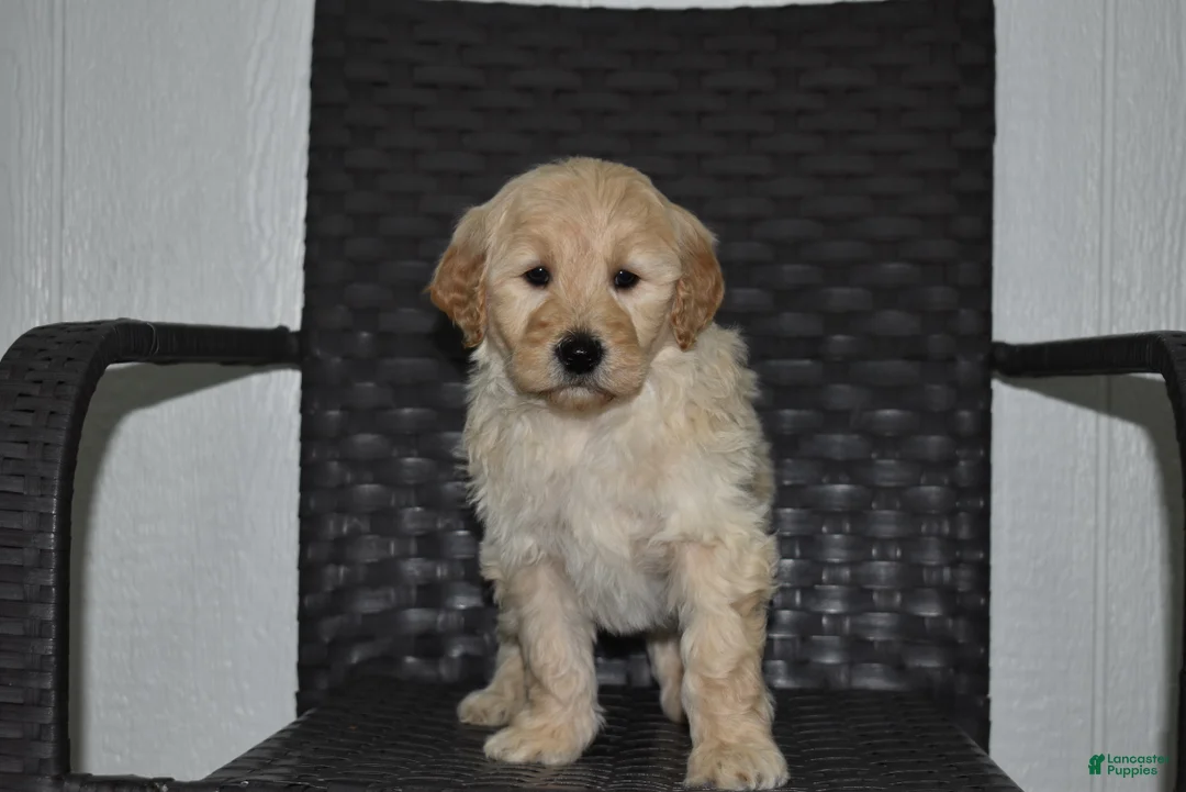 Goldendoodle dogs for sale: Jasper  - Ad 3