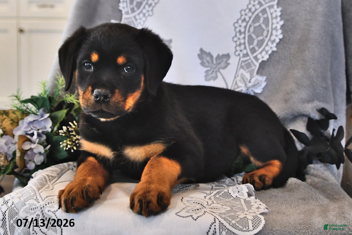 Rottweiler dogs Pansy - Ad 2