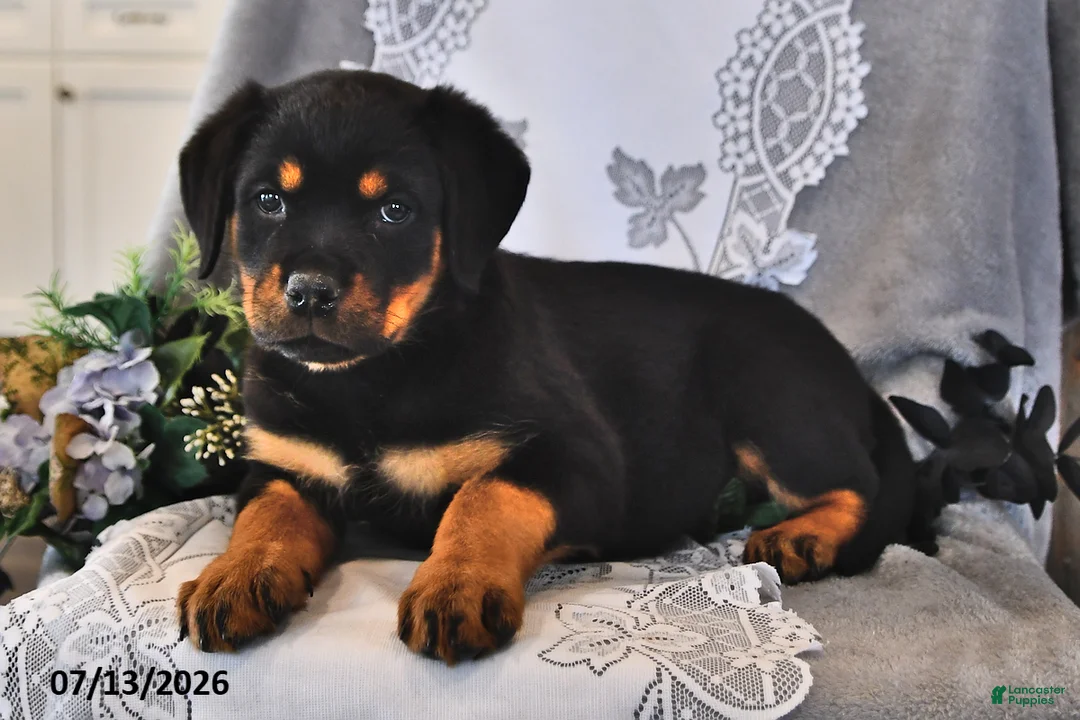 Rottweiler dogs for sale: Pansy - Ad 2