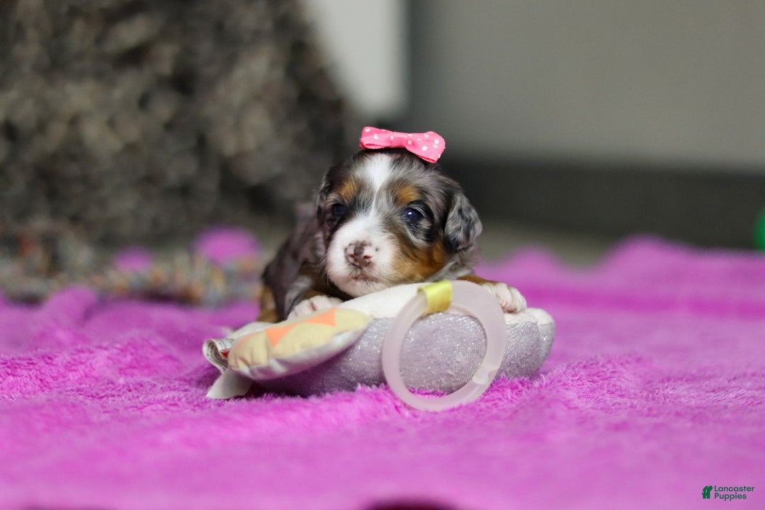 Mini Bernedoodle dogs for sale: Dahlia — Female — $2499 - Ad 2