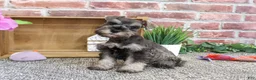 Miniature Schnauzer dogs for sale: Winter - Ad 6