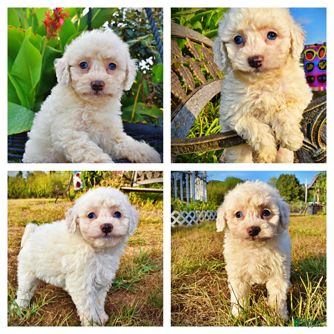 Havapoo dogs for sale: Melody-Sale!!! - Ad 1