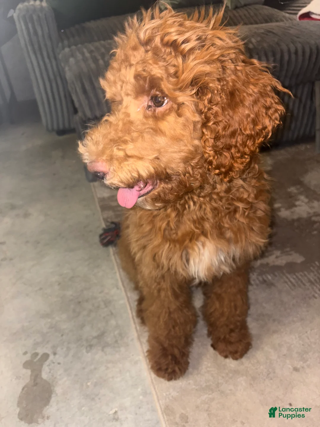 Labradoodle dogs for sale: Kingston - Ad 4
