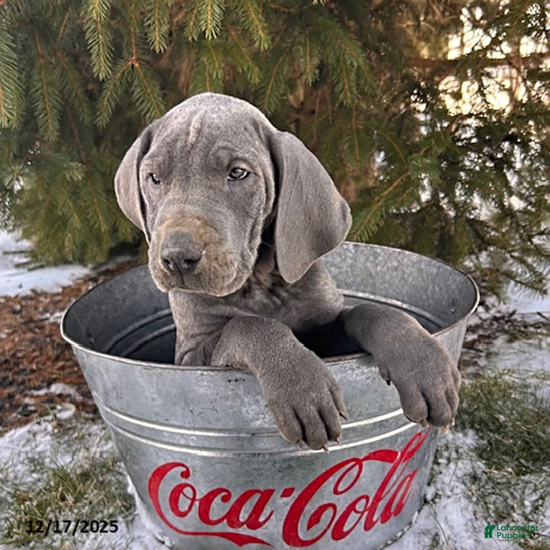 Great Dane dogs for sale: Stormy - Ad 2