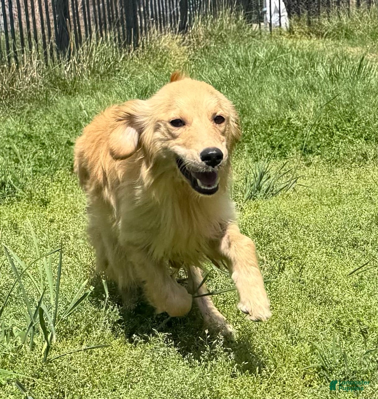 Golden Retriever dogs Loot - Ad 23