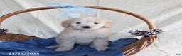 Goldendoodle dogs for sale: Beauty - Ad 3