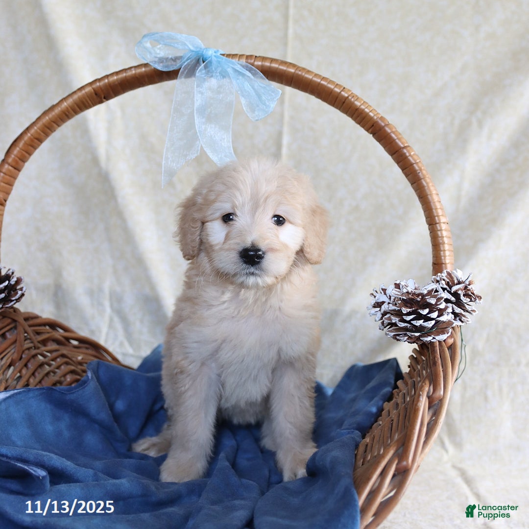 Goldendoodle dogs for sale: Beauty - Ad 3