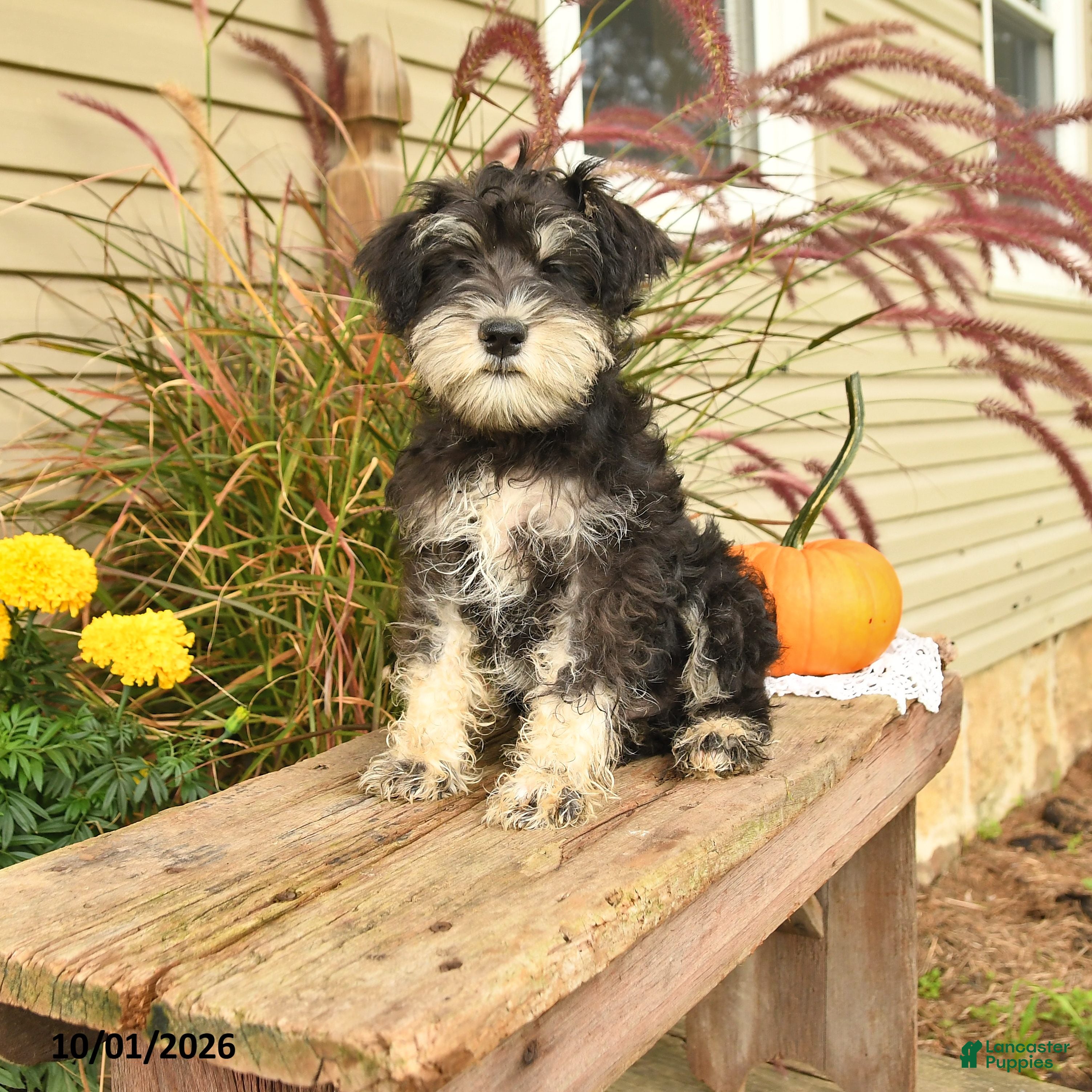 Paxton (Miniature Schnauzer, Male) in Middleburg, PA
