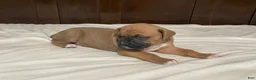 Boxer dogs for sale: Big Boy - Ad 4