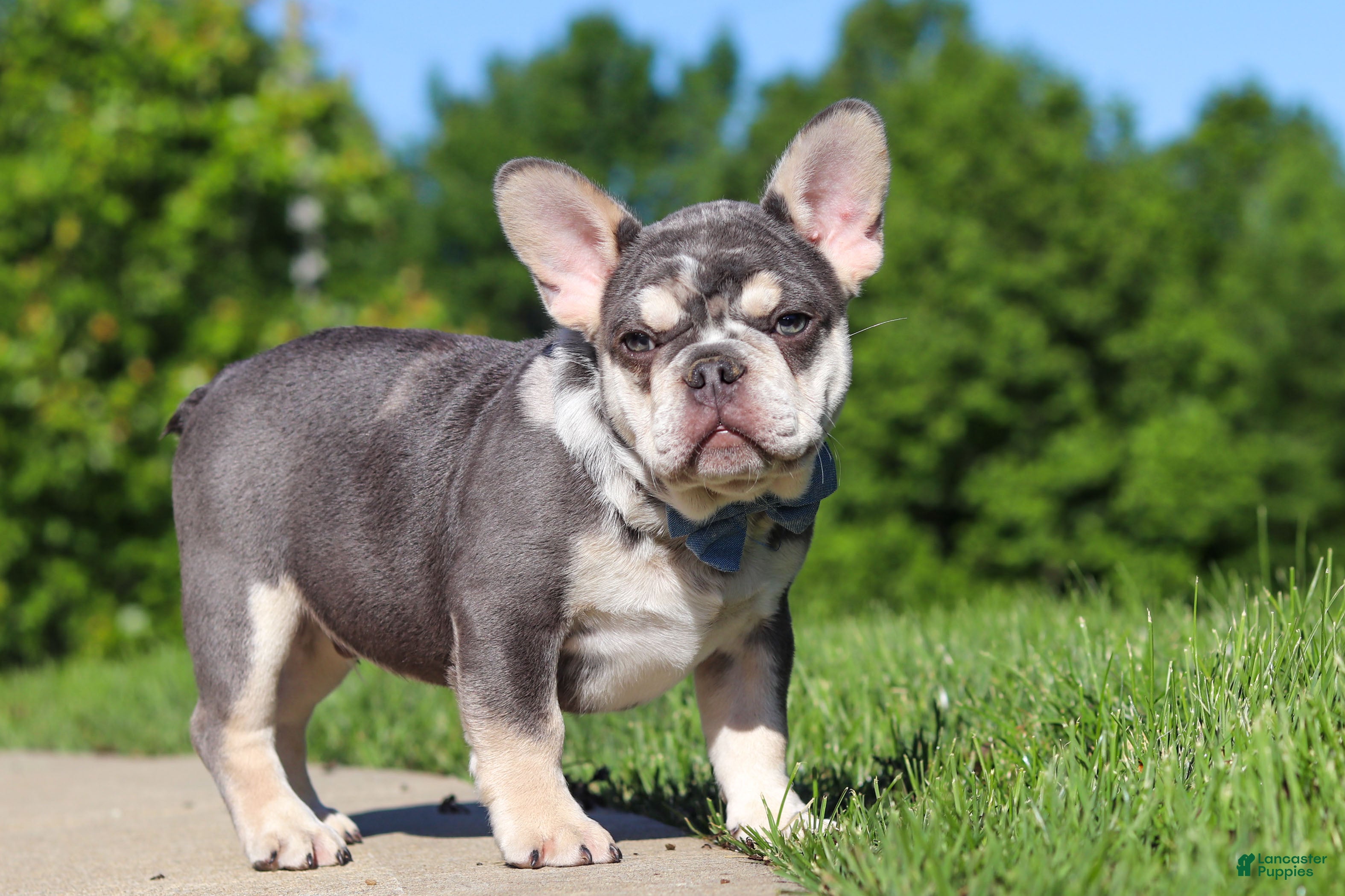 French Bulldog dogs for sale: Koda - Ad 6