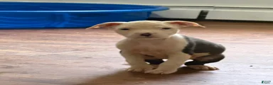 American Pit Bull Terrier 7