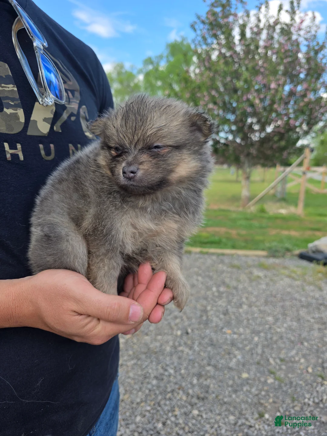 Pomeranian dogs for sale: James  - Ad 2